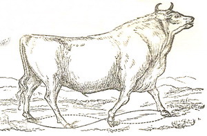 cow